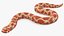 3D albino hognose snake rigged model