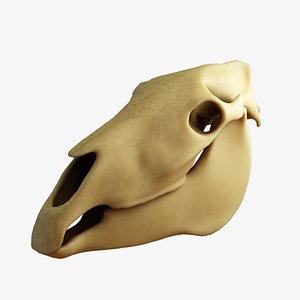 horse skull 3d 3ds