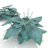 Hosta Blue Angel