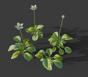 Parnassia Grandfolia 3D model