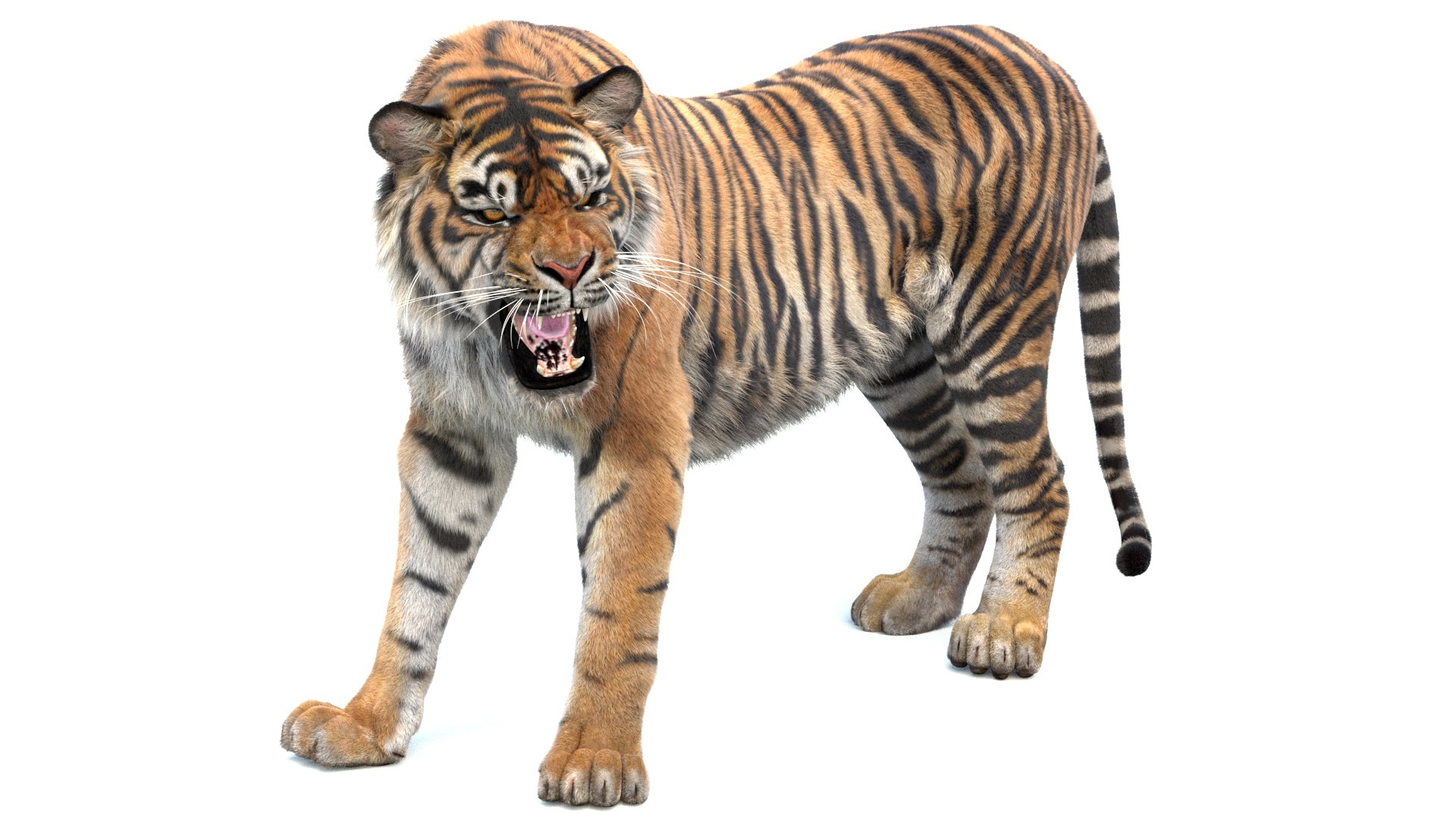 Big Cat 3D Model Rigged Animated Fur 3D https://p.turbosquid.com/ts-thumb/21/EfQ4C0/2K/animated_sumatran_tiger_3d_model_fur19/jpg/1744040783/1920x1080/fit_q87/7a0e4b4c0b1ea005e3522839bc8f97cc8f2e4851/animated_sumatran_tiger_3d_model_fur19.jpg
