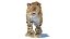 Big Cat 3D Model Rigged Animated Fur