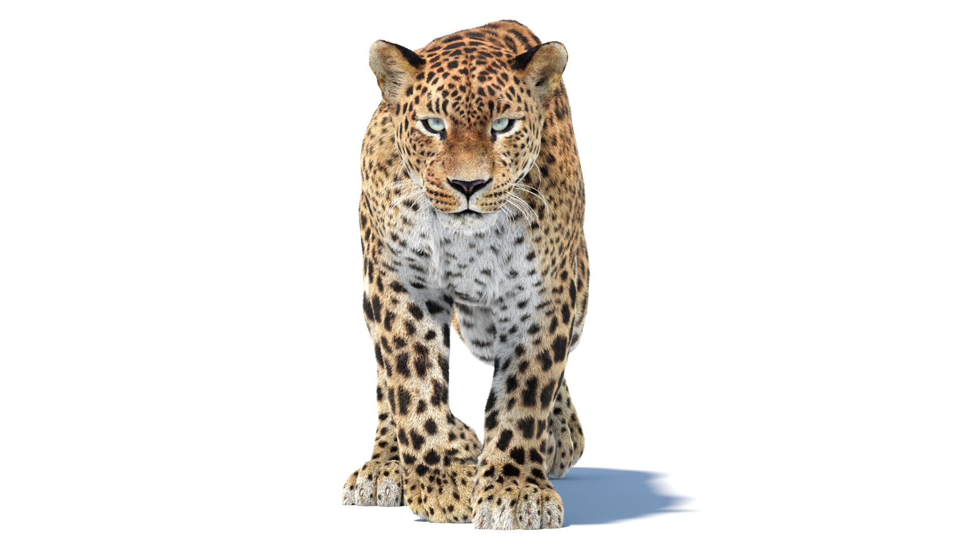Big Cat 3D Model Rigged Animated Fur 3D https://p.turbosquid.com/ts-thumb/21/EfQ4C0/4F/leopardwalkcyclefront/jpg/1761306170/1920x1080/turn_fit_q99/e5efeff5c9231cd02e64800d0357ec0e704f33be/leopardwalkcyclefront-1.jpg