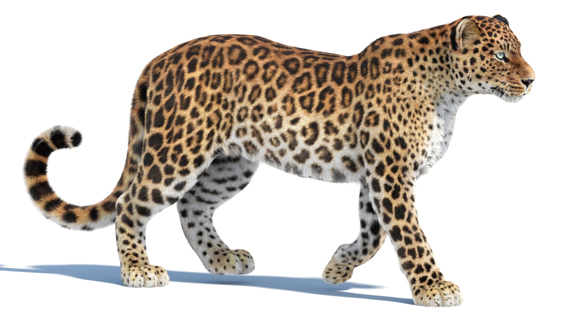 Big Cat 3D Model Rigged Animated Fur 3D https://p.turbosquid.com/ts-thumb/21/EfQ4C0/5z/animatedsrilankanleopard3dmodel14/jpg/1744040870/1920x1080/fit_q87/ffbc3f1ddaf1cead77442f094809ae25daf4eb5d/animatedsrilankanleopard3dmodel14.jpg