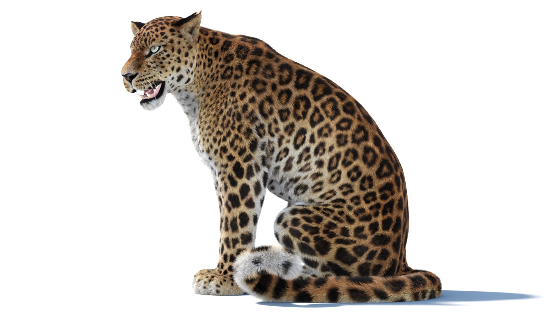 Big Cat 3D Model Rigged Animated Fur 3D https://p.turbosquid.com/ts-thumb/21/EfQ4C0/Av/animatedsrilankanleopard3dmodel11/jpg/1744040869/1920x1080/fit_q87/dbef270fbe4bd8c4f0b15e817f46dabe78bf2c37/animatedsrilankanleopard3dmodel11.jpg