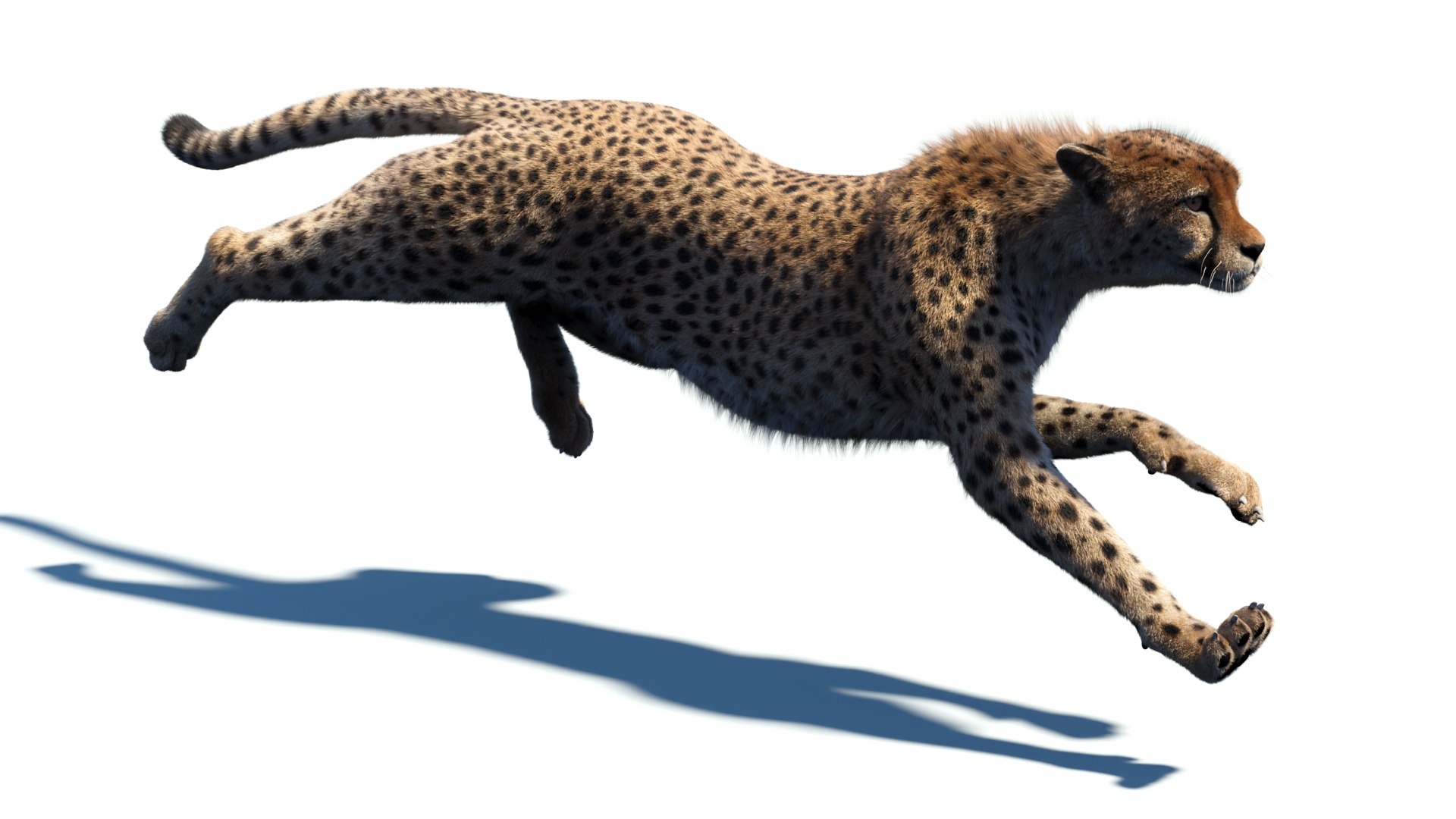Big Cat 3D Model Rigged Animated Fur 3D https://p.turbosquid.com/ts-thumb/21/EfQ4C0/B2/animatedcheetah3dmodelfur16/jpg/1744040950/1920x1080/fit_q87/ee8a79b42f9af872f4d3a25e59898d8ca193b134/animatedcheetah3dmodelfur16.jpg
