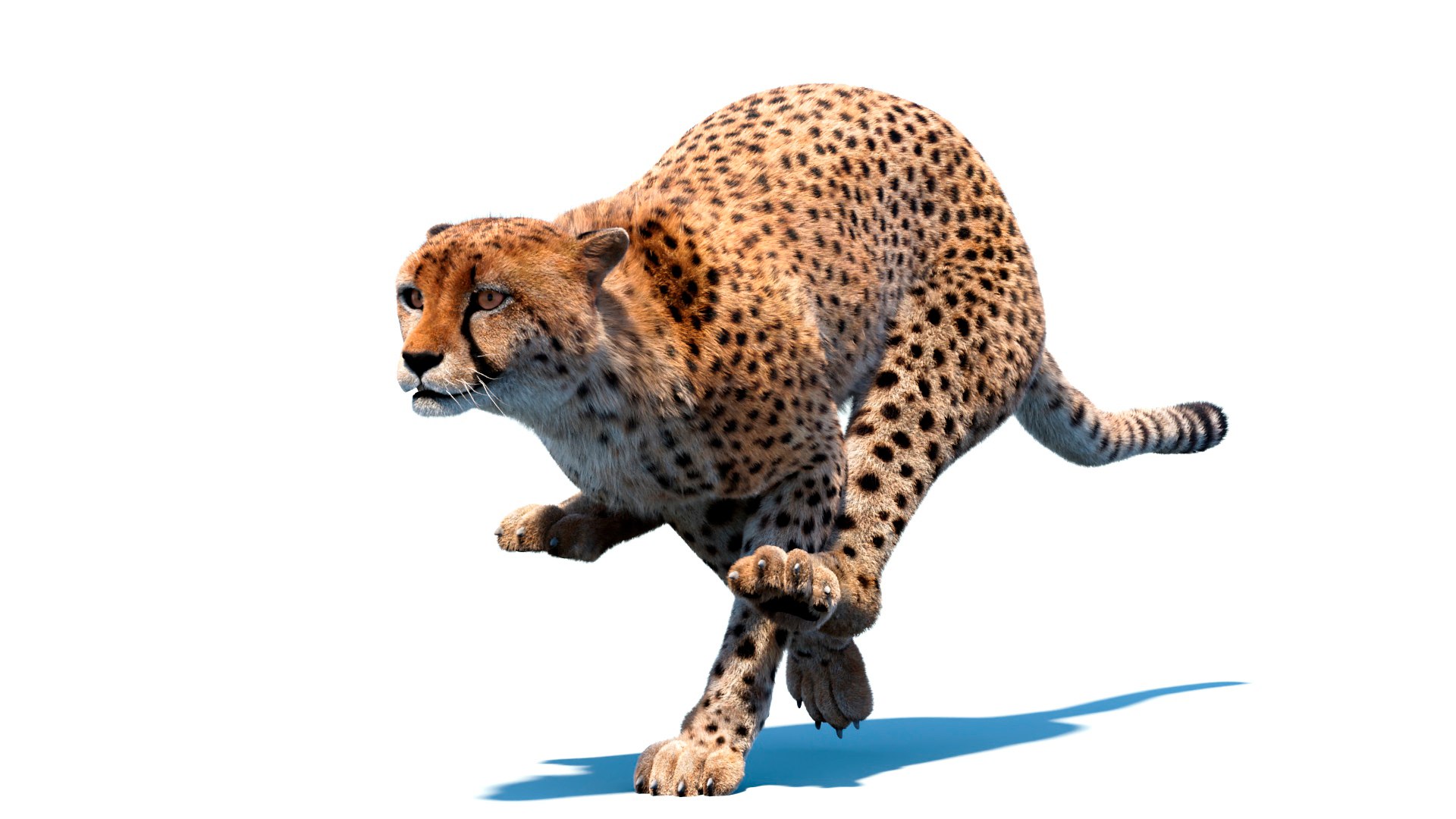 Big Cat 3D Model Rigged Animated Fur 3D https://p.turbosquid.com/ts-thumb/21/EfQ4C0/CK/animatedcheetah3dmodelfur03_/jpg/1744040944/1920x1080/fit_q87/805bf47e5a7b7c80d1bb2748e8185ae35c312fbc/animatedcheetah3dmodelfur03_.jpg