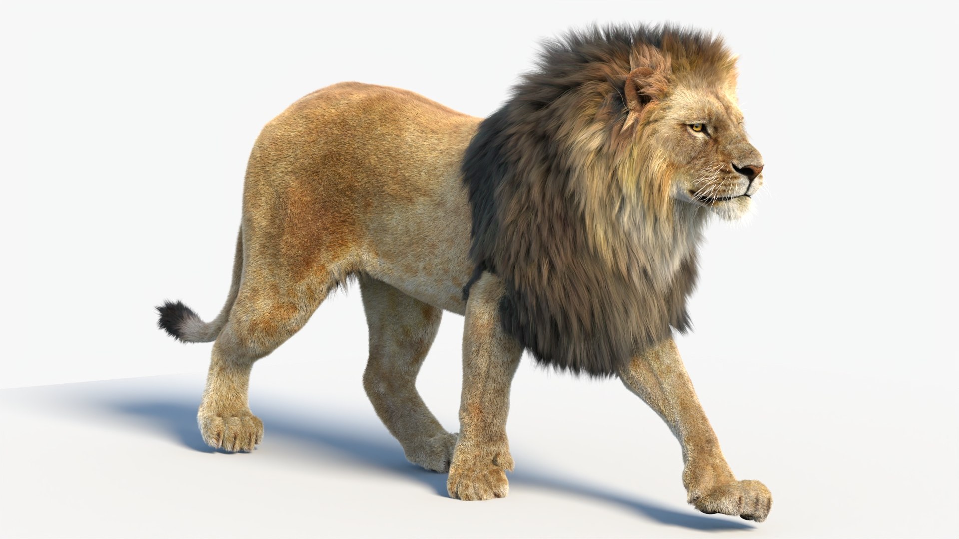 Big Cat 3D Model Rigged Animated Fur 3D https://p.turbosquid.com/ts-thumb/21/EfQ4C0/Dr/animatedlion3dmodelfurarnold04/jpg/1744040739/1920x1080/fit_q87/a4658828d9d9ef646d79c7762e1ab145f869bd53/animatedlion3dmodelfurarnold04.jpg