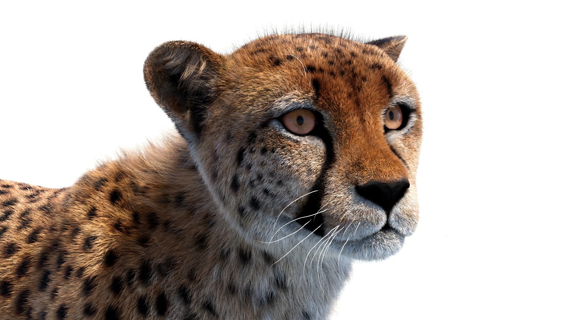 Big Cat 3D Model Rigged Animated Fur 3D https://p.turbosquid.com/ts-thumb/21/EfQ4C0/Ds/animatedcheetah3dmodelfur13/jpg/1744040950/1920x1080/fit_q87/8be77f7f7e43d12adb65d7d115c7febdc36601f4/animatedcheetah3dmodelfur13.jpg