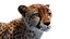 Big Cat 3D Model Rigged Animated Fur