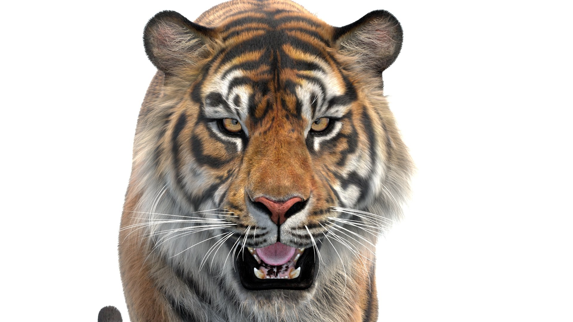 Big Cat 3D Model Rigged Animated Fur 3D https://p.turbosquid.com/ts-thumb/21/EfQ4C0/EJ/animated_sumatran_tiger_3d_model_fur10/jpg/1744040776/1920x1080/fit_q87/54f2bb5f166357e636649f2cbee9a679246c7d82/animated_sumatran_tiger_3d_model_fur10.jpg