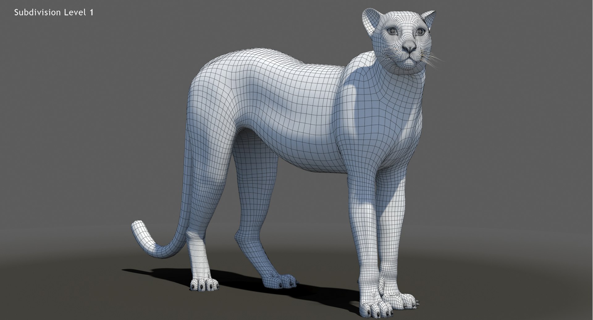 Big Cat 3D Model Rigged Animated Fur 3D https://p.turbosquid.com/ts-thumb/21/EfQ4C0/Ip/animatedcheetah3dmodelfurwireframe02/jpg/1744040988/1920x1080/fit_q87/fa1db42e254de94c7b71121d141134cca88ee6a0/animatedcheetah3dmodelfurwireframe02.jpg