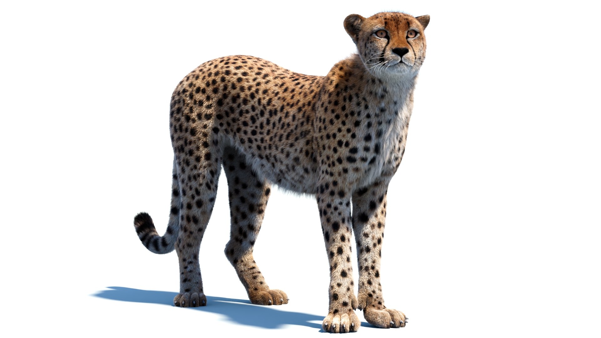 Big Cat 3D Model Rigged Animated Fur 3D https://p.turbosquid.com/ts-thumb/21/EfQ4C0/J0/animatedcheetah3dmodelfur07/jpg/1744040946/1920x1080/fit_q87/d35d49c23cb05df34ed1868e28a3601832ffb74a/animatedcheetah3dmodelfur07.jpg
