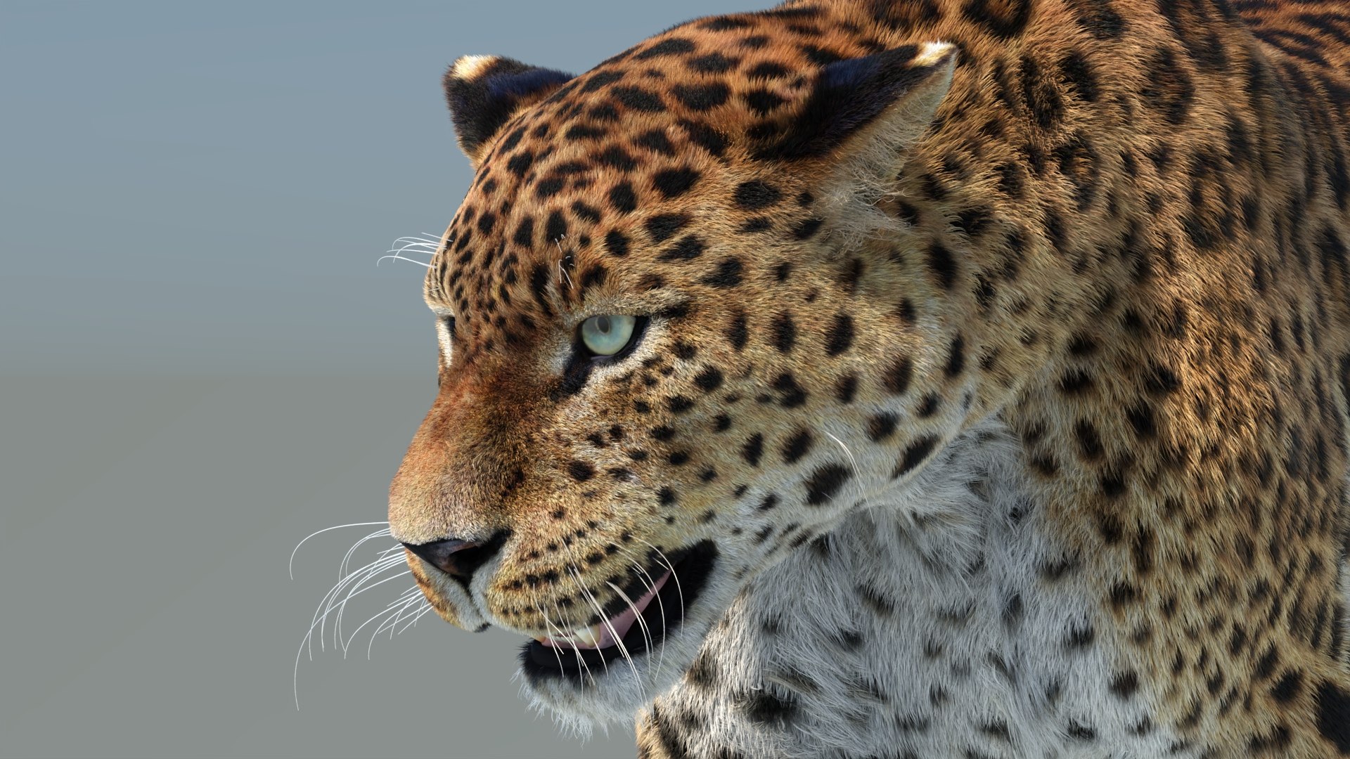 Big Cat 3D Model Rigged Animated Fur 3D https://p.turbosquid.com/ts-thumb/21/EfQ4C0/Jb/animatedsrilankanleopard3dmodel19/jpg/1744040872/1920x1080/fit_q87/720436d4de02b8d1500308d0adbec82b952bb341/animatedsrilankanleopard3dmodel19.jpg