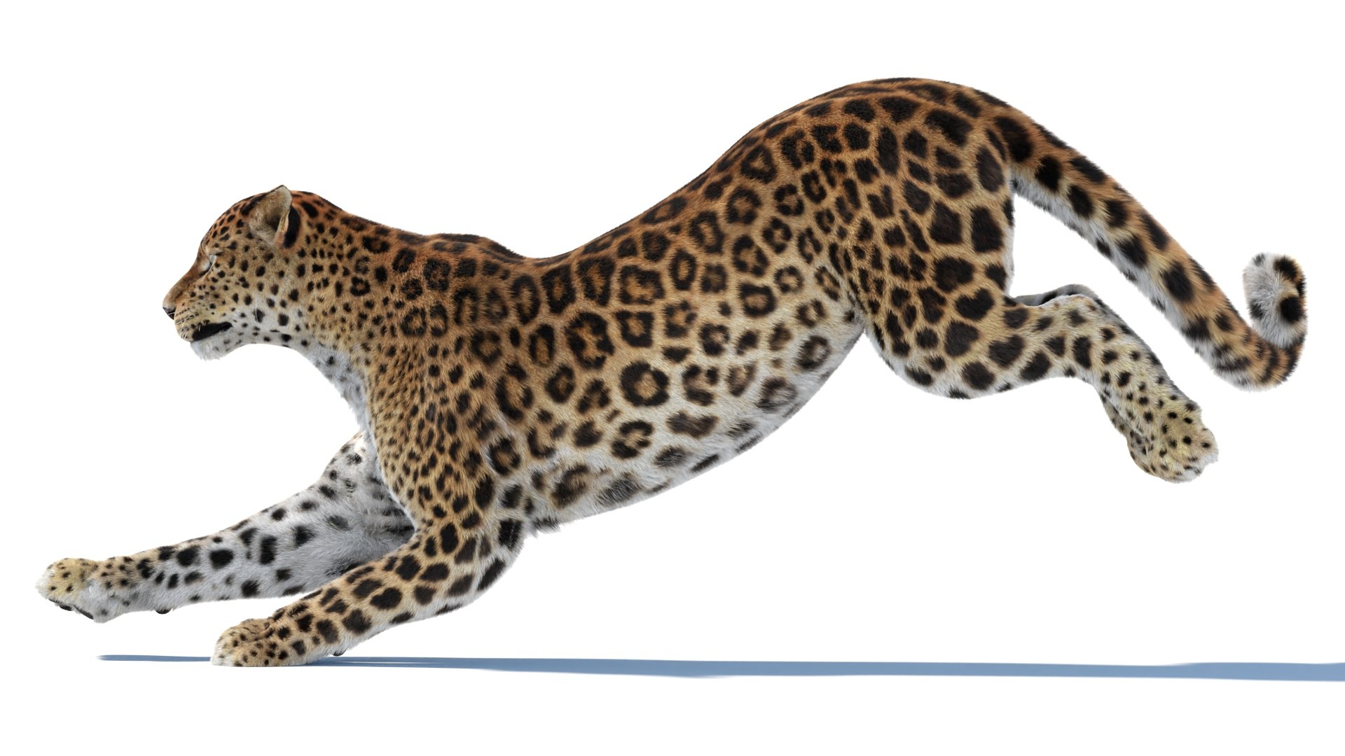 Big Cat 3D Model Rigged Animated Fur 3D https://p.turbosquid.com/ts-thumb/21/EfQ4C0/M2/animatedsrilankanleopard3dmodel12/jpg/1744040869/1920x1080/fit_q87/6b7be15cfe3047c9984e968cfeba51b2ad908df5/animatedsrilankanleopard3dmodel12.jpg
