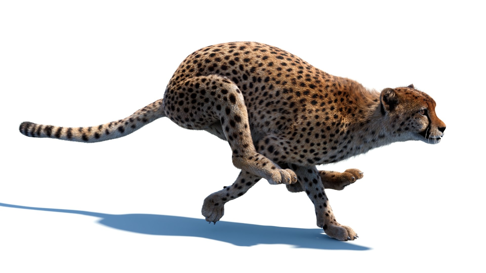 Big Cat 3D Model Rigged Animated Fur 3D https://p.turbosquid.com/ts-thumb/21/EfQ4C0/MT/animatedcheetah3dmodelfur10/jpg/1744040947/1920x1080/fit_q87/3ebbee22dae0092dc59ae81e2463c77e9a60b6fc/animatedcheetah3dmodelfur10.jpg