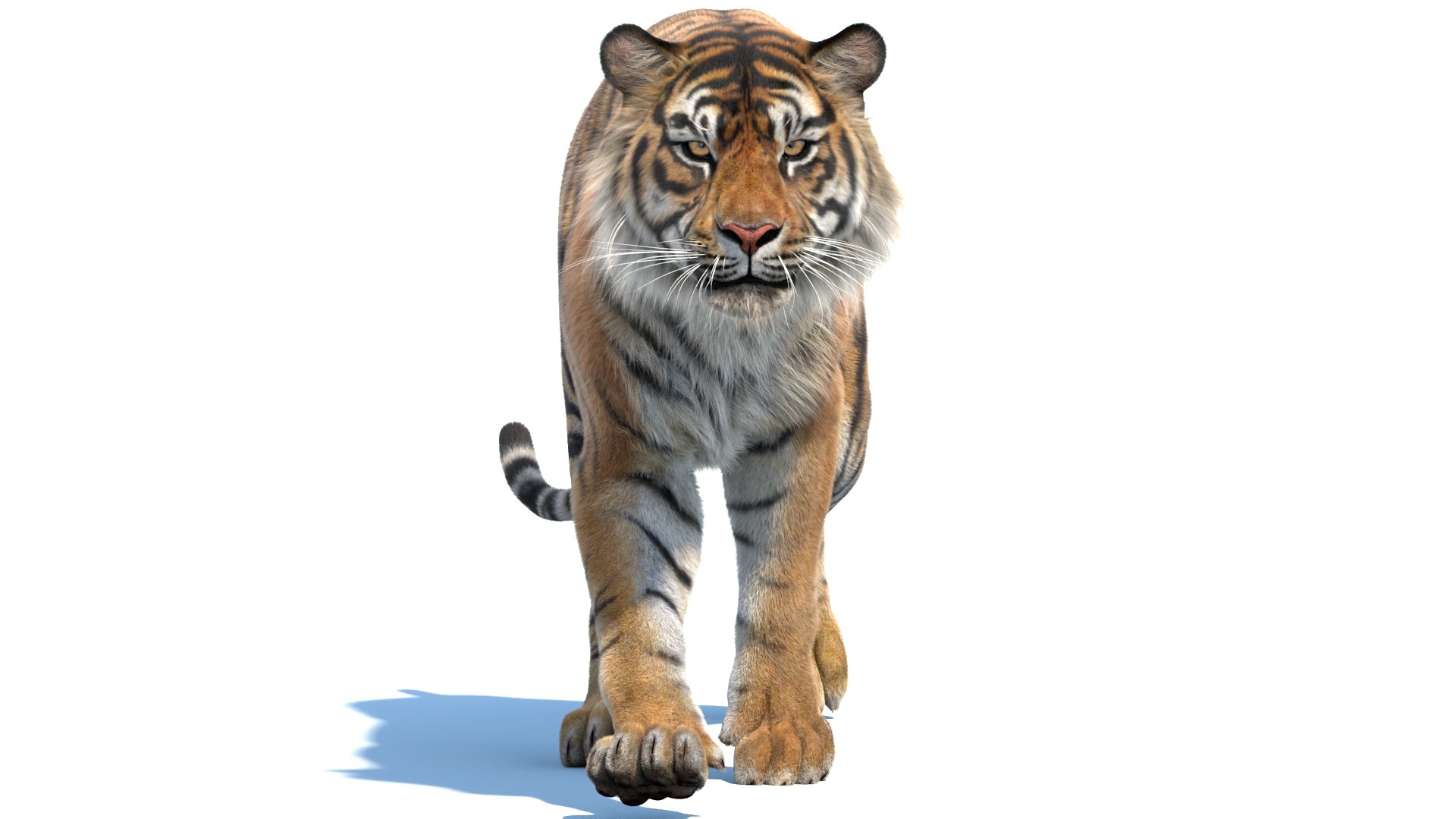 Big Cat 3D Model Rigged Animated Fur 3D https://p.turbosquid.com/ts-thumb/21/EfQ4C0/QA/animated_sumatran_tiger_3d_model_fur09/jpg/1744040776/1920x1080/fit_q87/e138349ceb82720527501241326b92ff72e049e2/animated_sumatran_tiger_3d_model_fur09.jpg