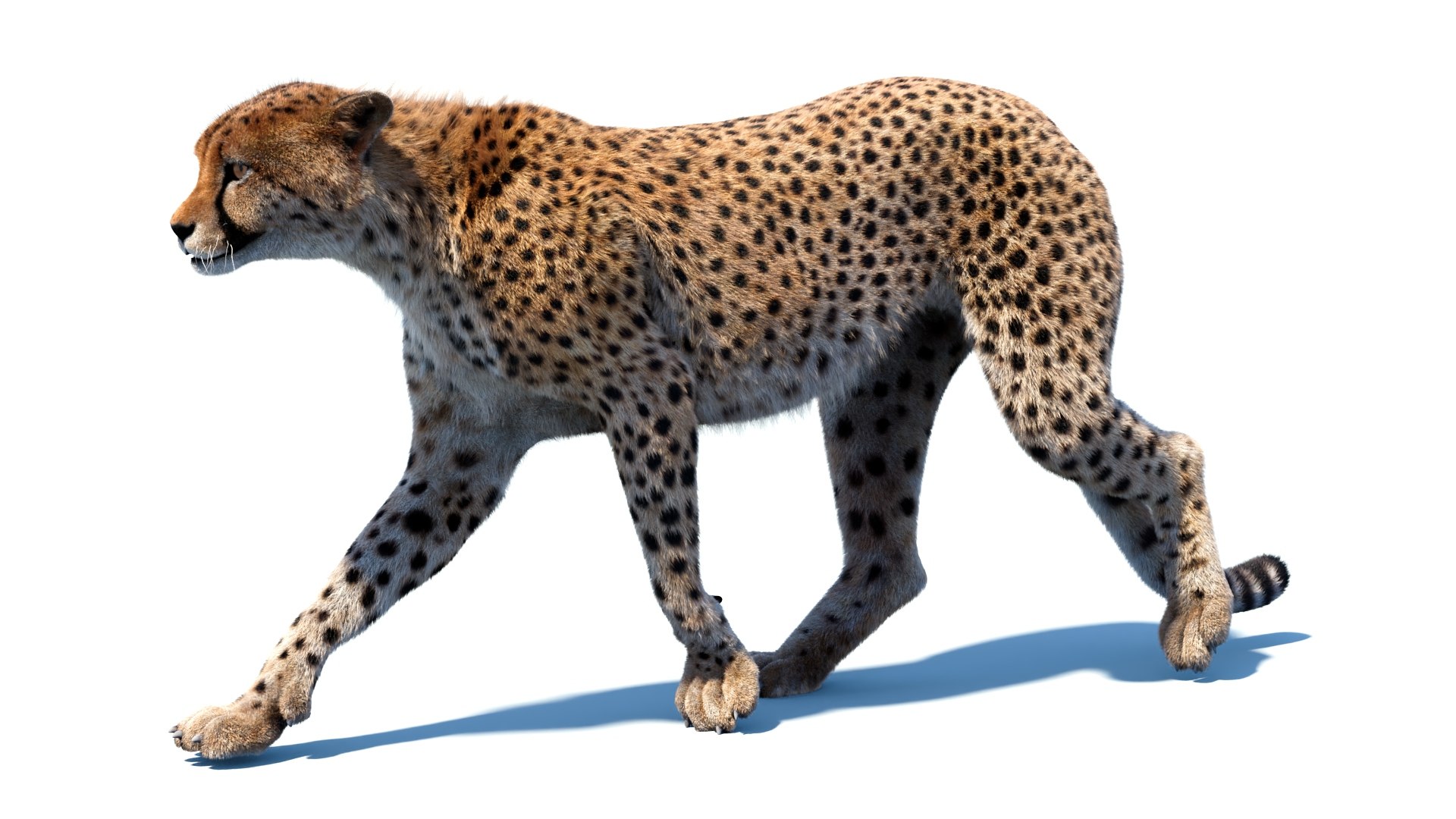 Big Cat 3D Model Rigged Animated Fur 3D https://p.turbosquid.com/ts-thumb/21/EfQ4C0/TY/animatedcheetah3dmodelfur05/jpg/1744040944/1920x1080/fit_q87/5bb5b4c13fb38d1f4c48b761bad1e4cb4552d947/animatedcheetah3dmodelfur05.jpg