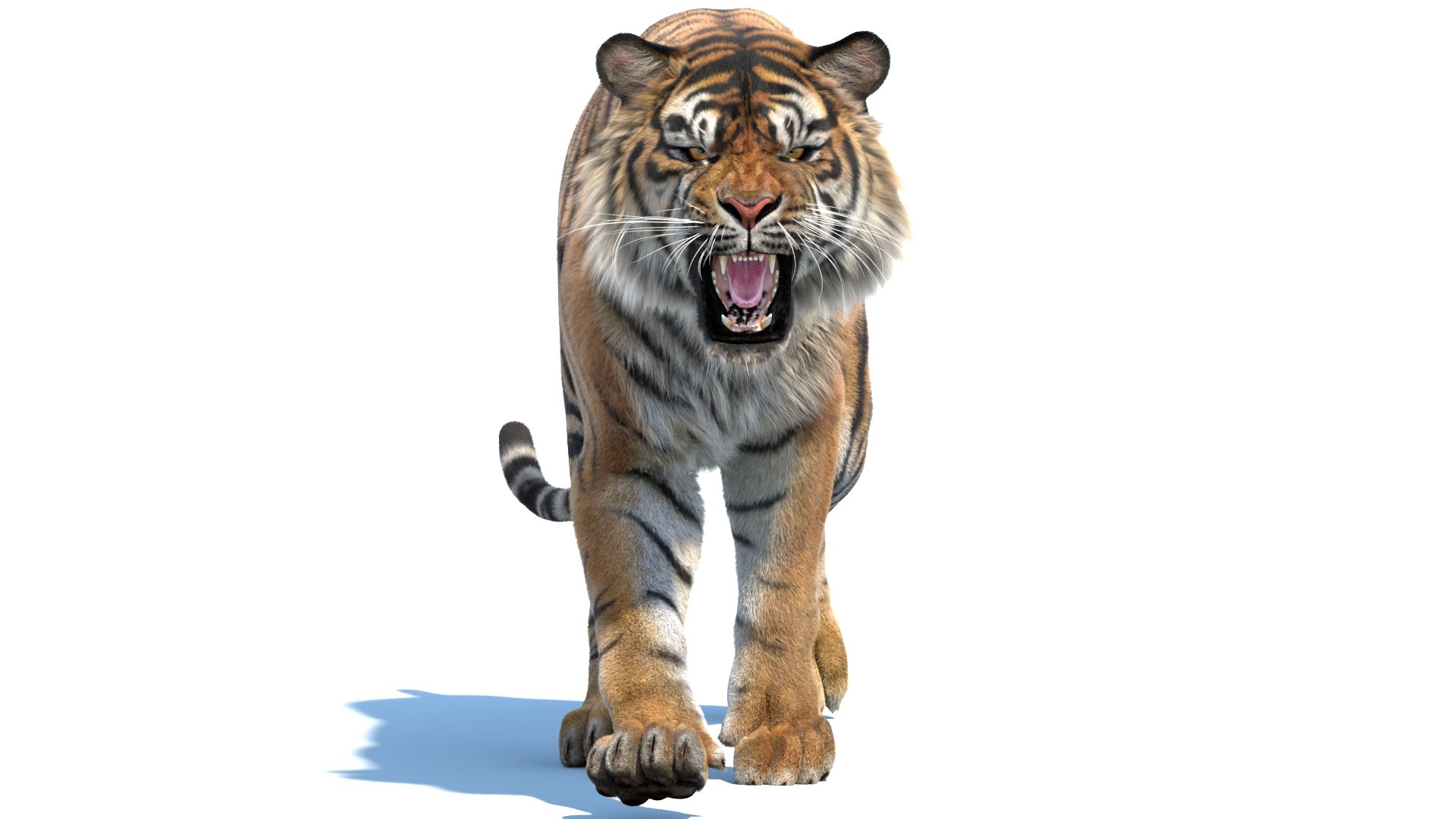 Big Cat 3D Model Rigged Animated Fur 3D https://p.turbosquid.com/ts-thumb/21/EfQ4C0/US/animated_sumatran_tiger_3d_model_fur05/jpg/1744040774/1920x1080/fit_q87/d5f97ed267e1b78b3df063d2d0a0b3ed4a2e02e4/animated_sumatran_tiger_3d_model_fur05.jpg