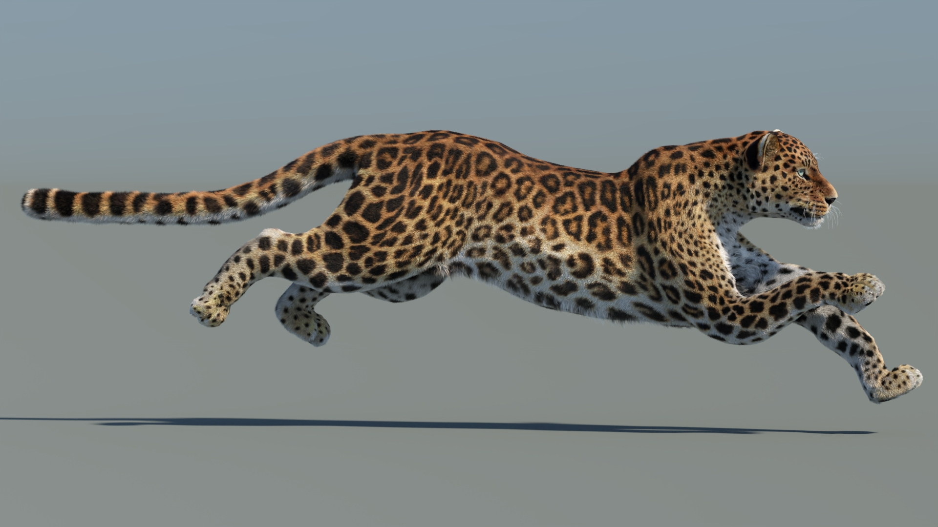 Big Cat 3D Model Rigged Animated Fur 3D https://p.turbosquid.com/ts-thumb/21/EfQ4C0/Ug/animatedleopard3dmodelrun/jpg/1761306107/1920x1080/turn_fit_q99/74b2d35cf64b03d906683f22820484757d2949f6/animatedleopard3dmodelrun-1.jpg