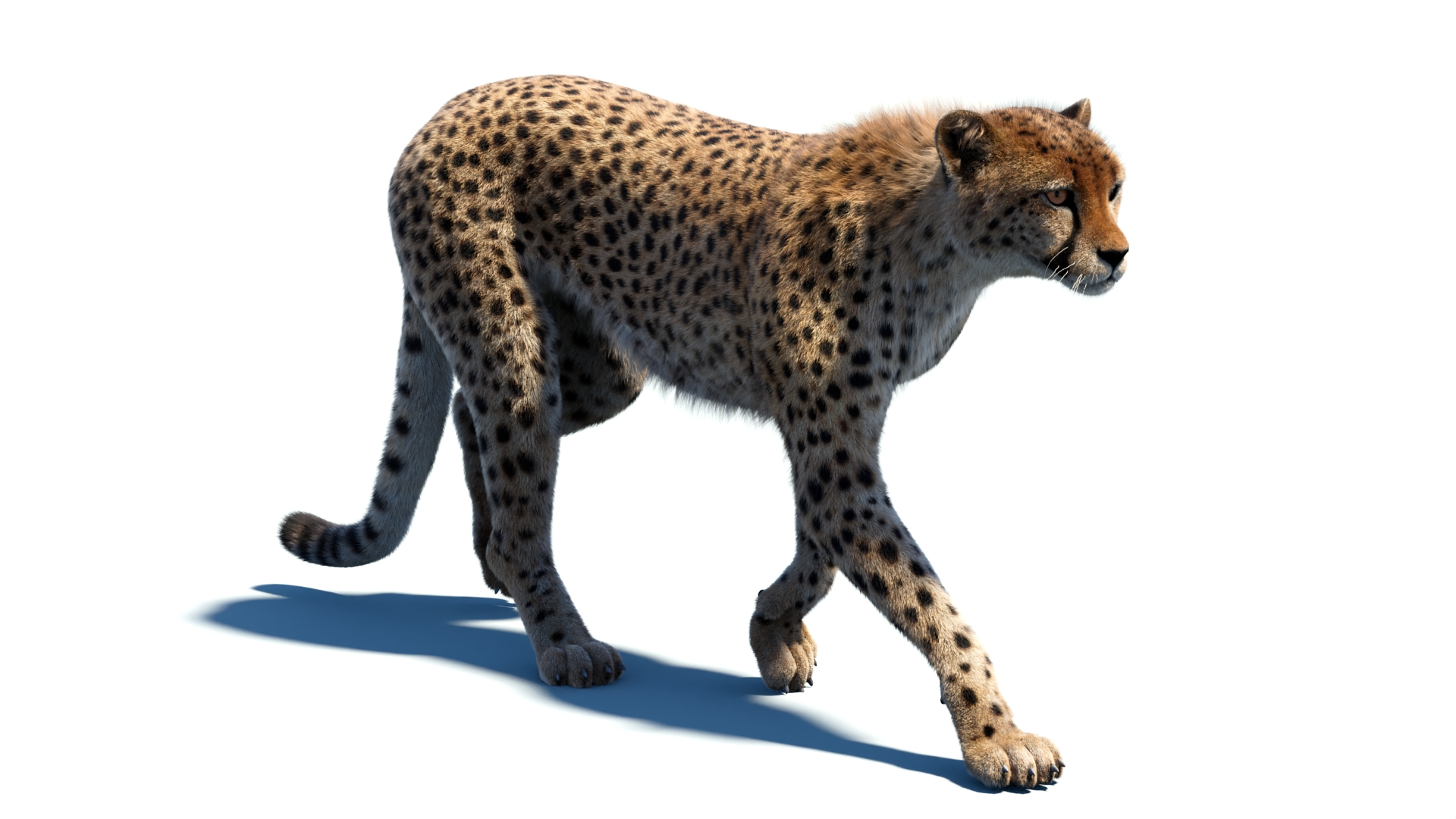 Big Cat 3D Model Rigged Animated Fur 3D https://p.turbosquid.com/ts-thumb/21/EfQ4C0/VT/cheetah3dmodelwalkcycle/jpg/1744049364/1920x1080/turn_fit_q99/6ce8313c6df02205dedc12190bba01c2a42122b8/cheetah3dmodelwalkcycle-1.jpg