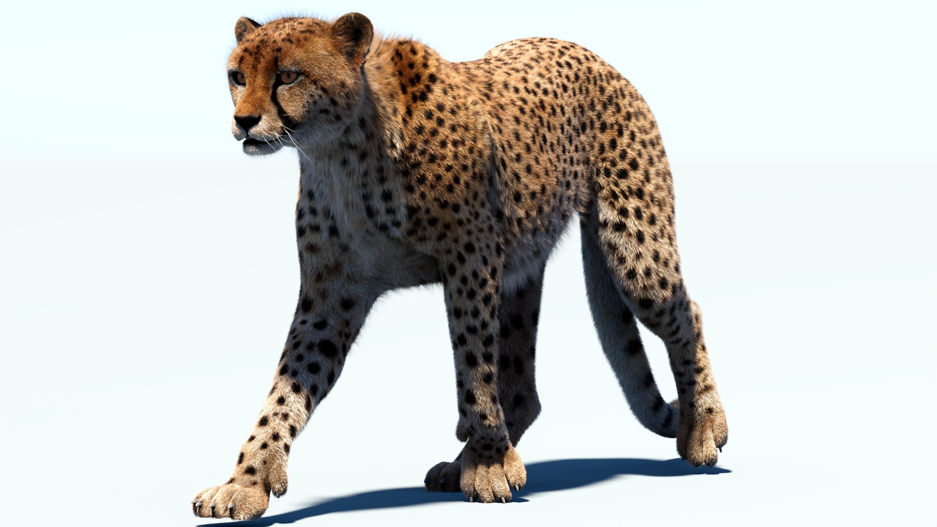 Big Cat 3D Model Rigged Animated Fur 3D https://p.turbosquid.com/ts-thumb/21/EfQ4C0/XV/animatedcheetah3dmodelfur04/jpg/1744040944/1920x1080/fit_q87/0c45694577b84919d10d5f714a5abb99f1cb99f5/animatedcheetah3dmodelfur04.jpg