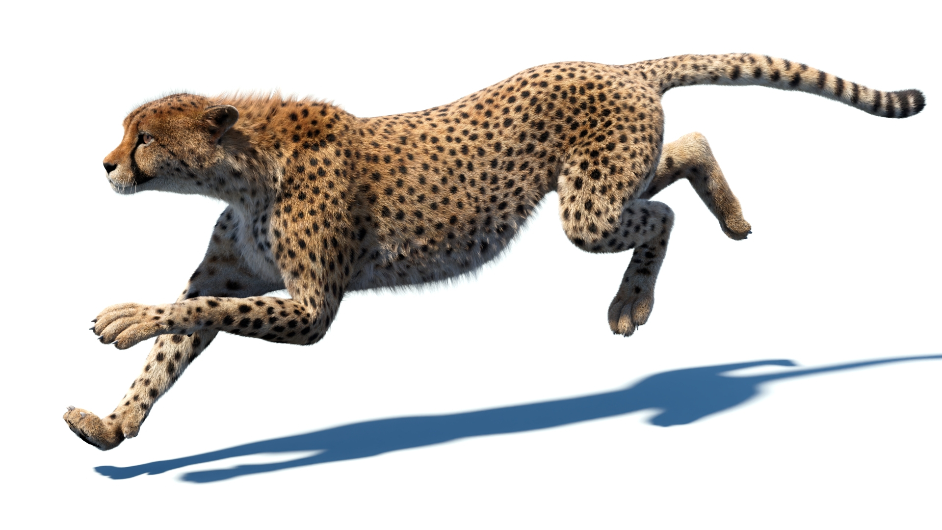 Big Cat 3D Model Rigged Animated Fur 3D https://p.turbosquid.com/ts-thumb/21/EfQ4C0/ZD/cheetah3dmodelruncycle/jpg/1744049478/1920x1080/turn_fit_q99/3b2d28fd9aa607e5d33cc3cb858a860ca994d431/cheetah3dmodelruncycle-1.jpg