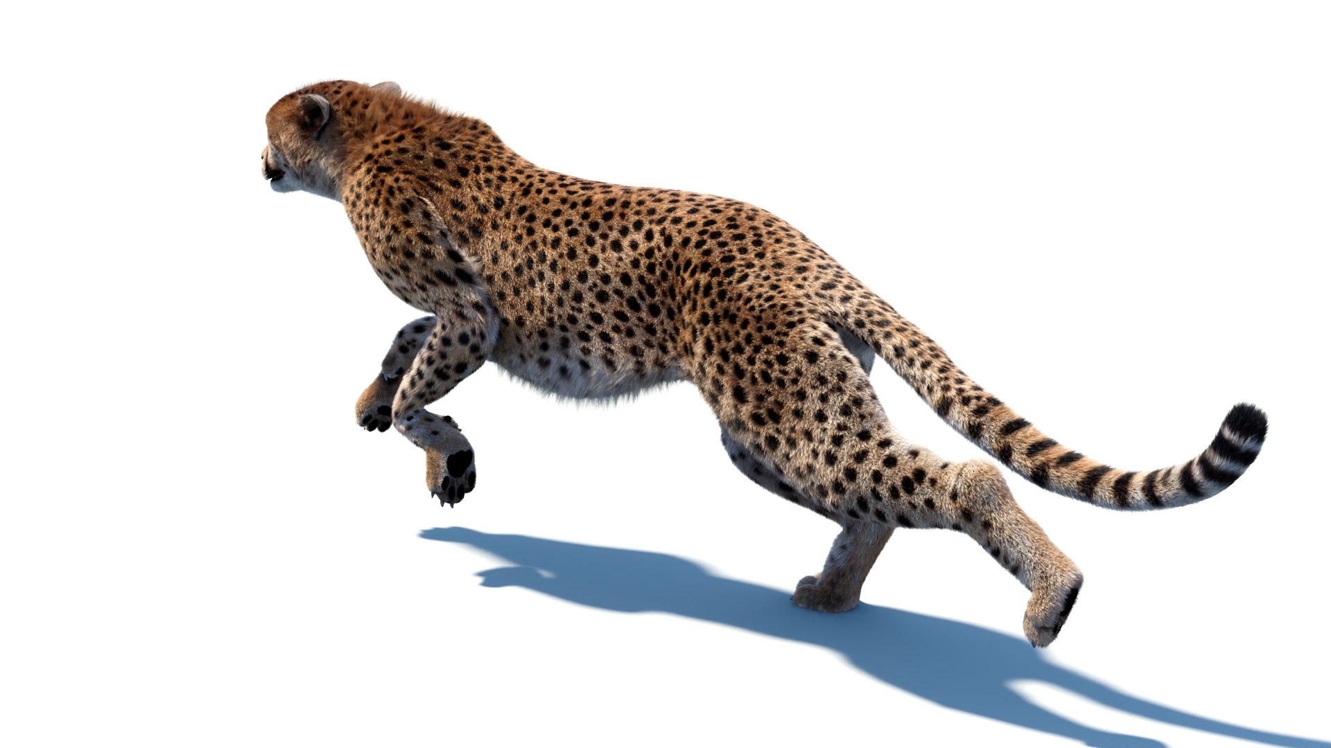 Big Cat 3D Model Rigged Animated Fur 3D https://p.turbosquid.com/ts-thumb/21/EfQ4C0/gw/animatedcheetah3dmodelfur06/jpg/1744040946/1920x1080/fit_q87/2694563bbd833badc26e35df40ccd8b59c775338/animatedcheetah3dmodelfur06.jpg
