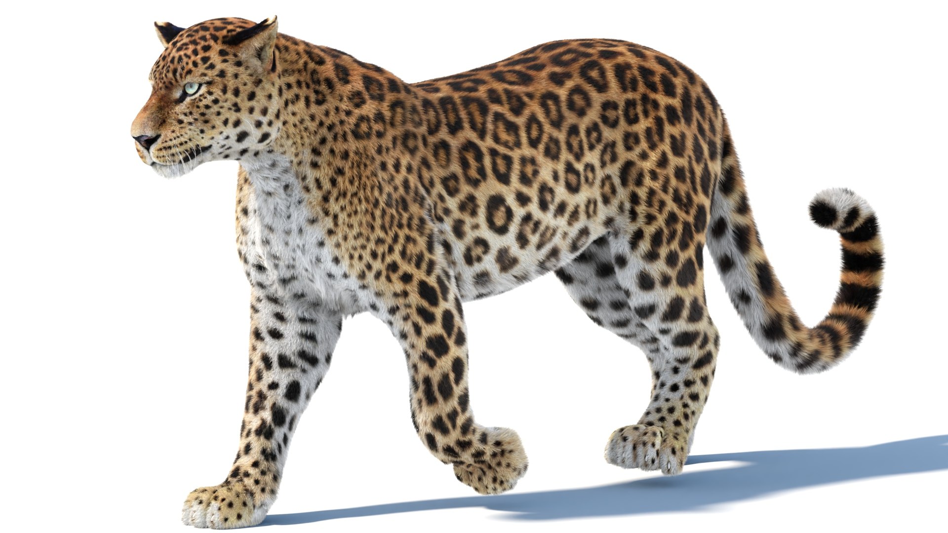 Big Cat 3D Model Rigged Animated Fur 3D https://p.turbosquid.com/ts-thumb/21/EfQ4C0/hR/animatedsrilankanleopard3dmodel13/jpg/1744040870/1920x1080/fit_q87/1504ae79705412b89714ddceb6b094baa230084a/animatedsrilankanleopard3dmodel13.jpg