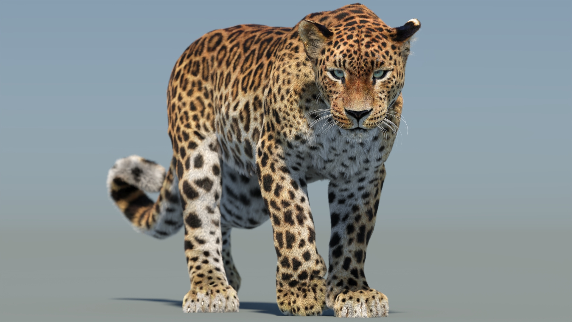 Big Cat 3D Model Rigged Animated Fur 3D https://p.turbosquid.com/ts-thumb/21/EfQ4C0/j8/riggedsrilankanleopard3dmodelwalking/jpg/1761306069/1920x1080/turn_fit_q99/76509705c27e96cc186fa995ea0d6a269ed266d9/riggedsrilankanleopard3dmodelwalking-1.jpg