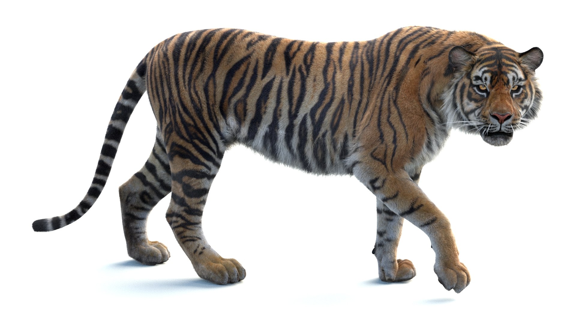 Big Cat 3D Model Rigged Animated Fur 3D https://p.turbosquid.com/ts-thumb/21/EfQ4C0/js/animated_sumatran_tiger_3d_model_fur14/jpg/1744040779/1920x1080/fit_q87/2c454eae1db4f5e56e1cd5471aa6e4ccc238506c/animated_sumatran_tiger_3d_model_fur14.jpg
