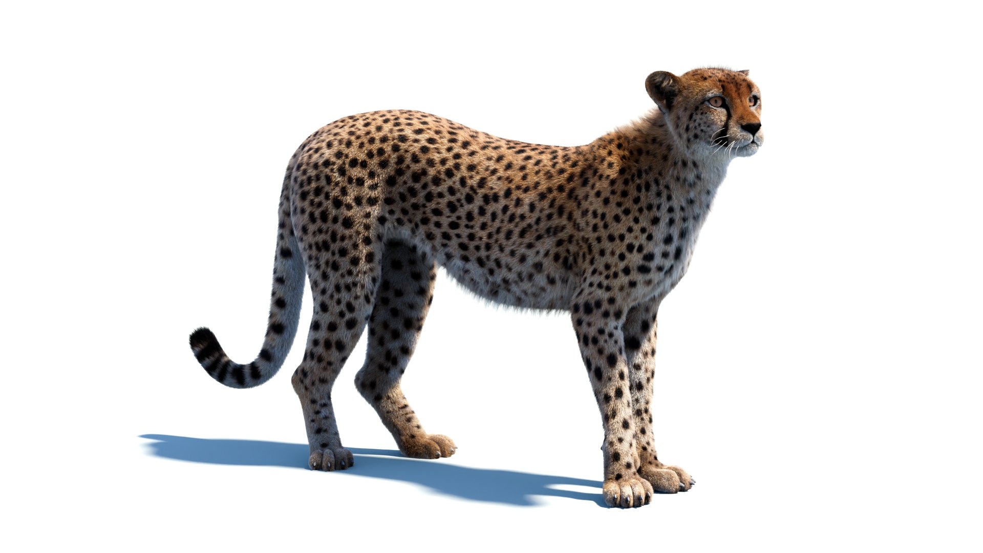 Big Cat 3D Model Rigged Animated Fur 3D https://p.turbosquid.com/ts-thumb/21/EfQ4C0/kn/animatedcheetah3dmodelfur11/jpg/1744040949/1920x1080/fit_q87/b7b39f957a3611101bcdac4e922a7d28412d49ac/animatedcheetah3dmodelfur11.jpg