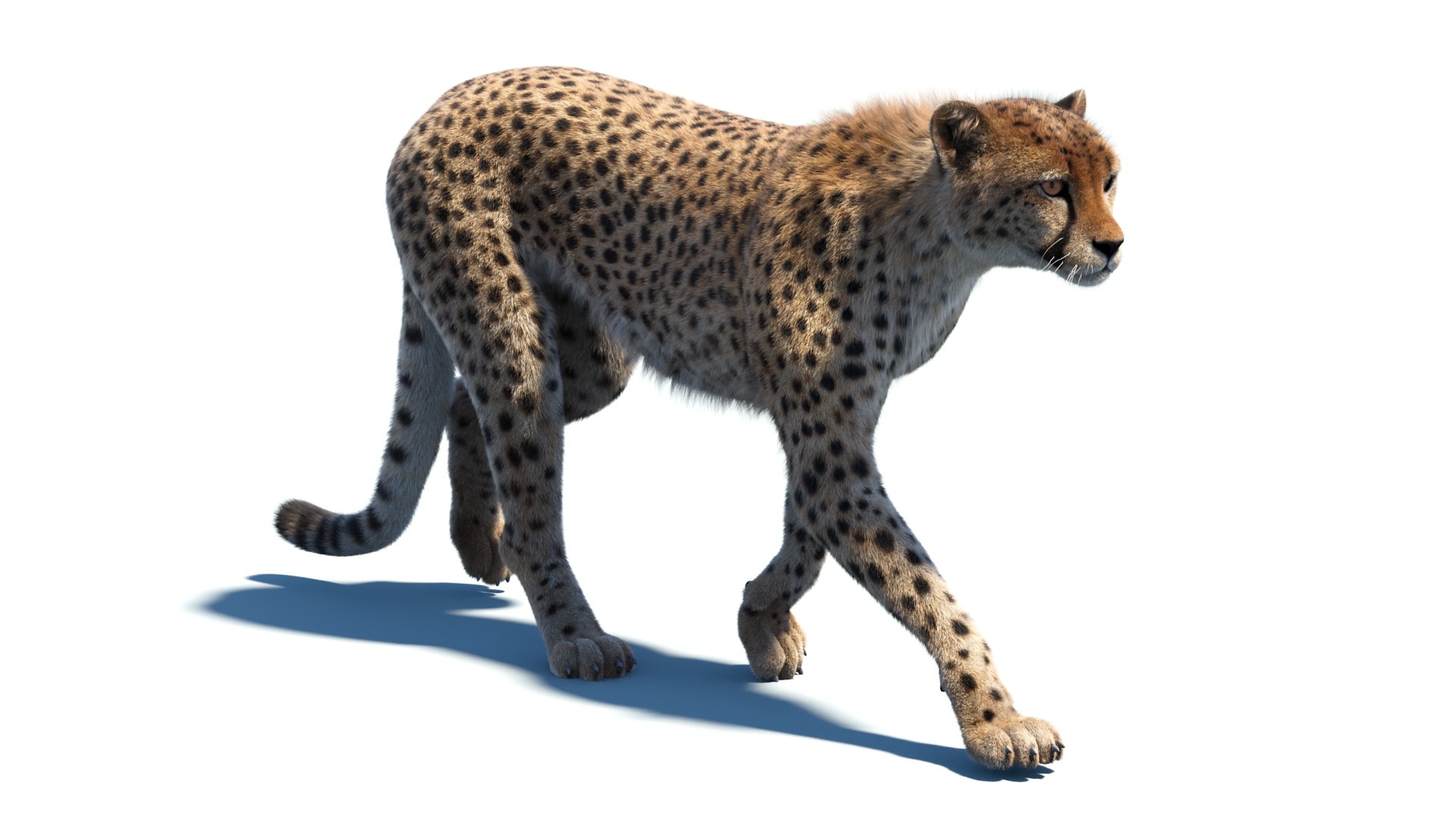 Big Cat 3D Model Rigged Animated Fur 3D https://p.turbosquid.com/ts-thumb/21/EfQ4C0/oR/animatedcheetah3dmodelfur09_/jpg/1744040948/1920x1080/fit_q87/8187db3c7f1982cc5bc7b131f4958b1289309540/animatedcheetah3dmodelfur09_.jpg