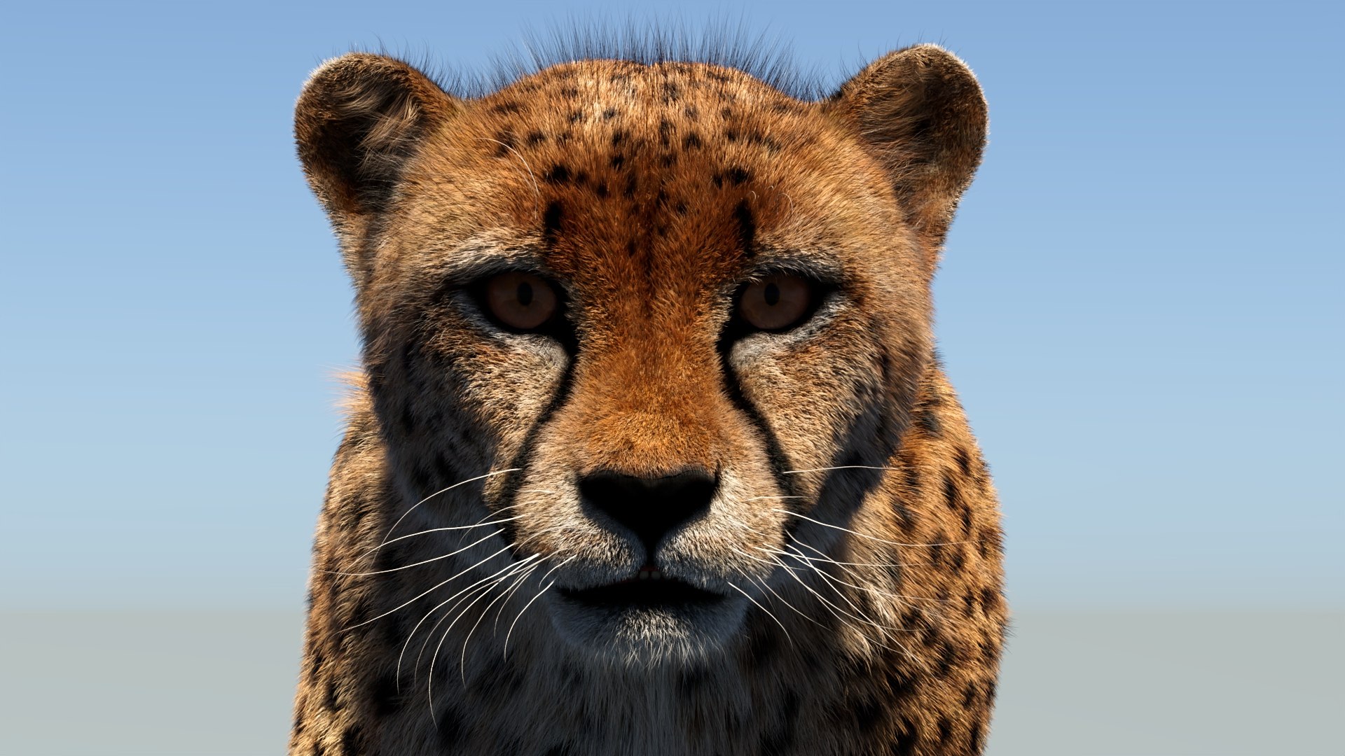 Big Cat 3D Model Rigged Animated Fur 3D https://p.turbosquid.com/ts-thumb/21/EfQ4C0/on/animatedcheetah3dmodelfur14/jpg/1744040950/1920x1080/fit_q87/2ffe44996de20ac692e3ef026230493901baab9d/animatedcheetah3dmodelfur14.jpg