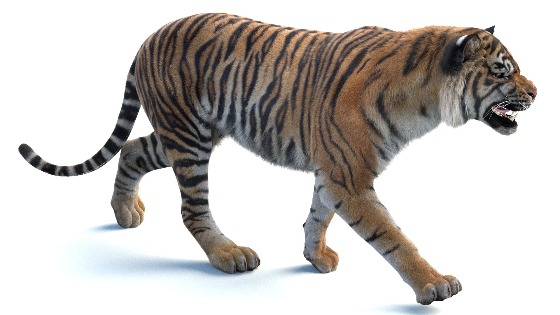 Big Cat 3D Model Rigged Animated Fur 3D https://p.turbosquid.com/ts-thumb/21/EfQ4C0/r7/animated_sumatran_tiger_3d_model_fur12/jpg/1744040778/1920x1080/fit_q87/95f7bbc45055193f98db1bd956ea66abb12f6942/animated_sumatran_tiger_3d_model_fur12.jpg