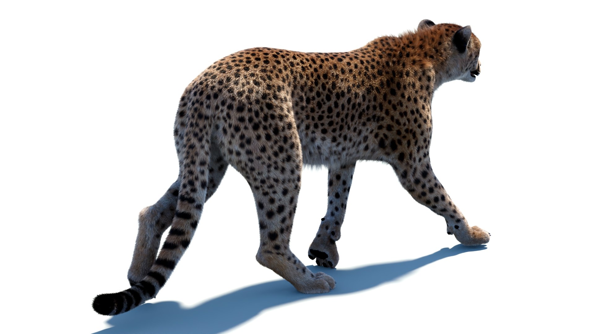 Big Cat 3D Model Rigged Animated Fur 3D https://p.turbosquid.com/ts-thumb/21/EfQ4C0/xQ/animatedcheetah3dmodelfur09/jpg/1744040947/1920x1080/fit_q87/982ff2b3ef5f7e55d5cd979a17b307f4abc1f70a/animatedcheetah3dmodelfur09.jpg