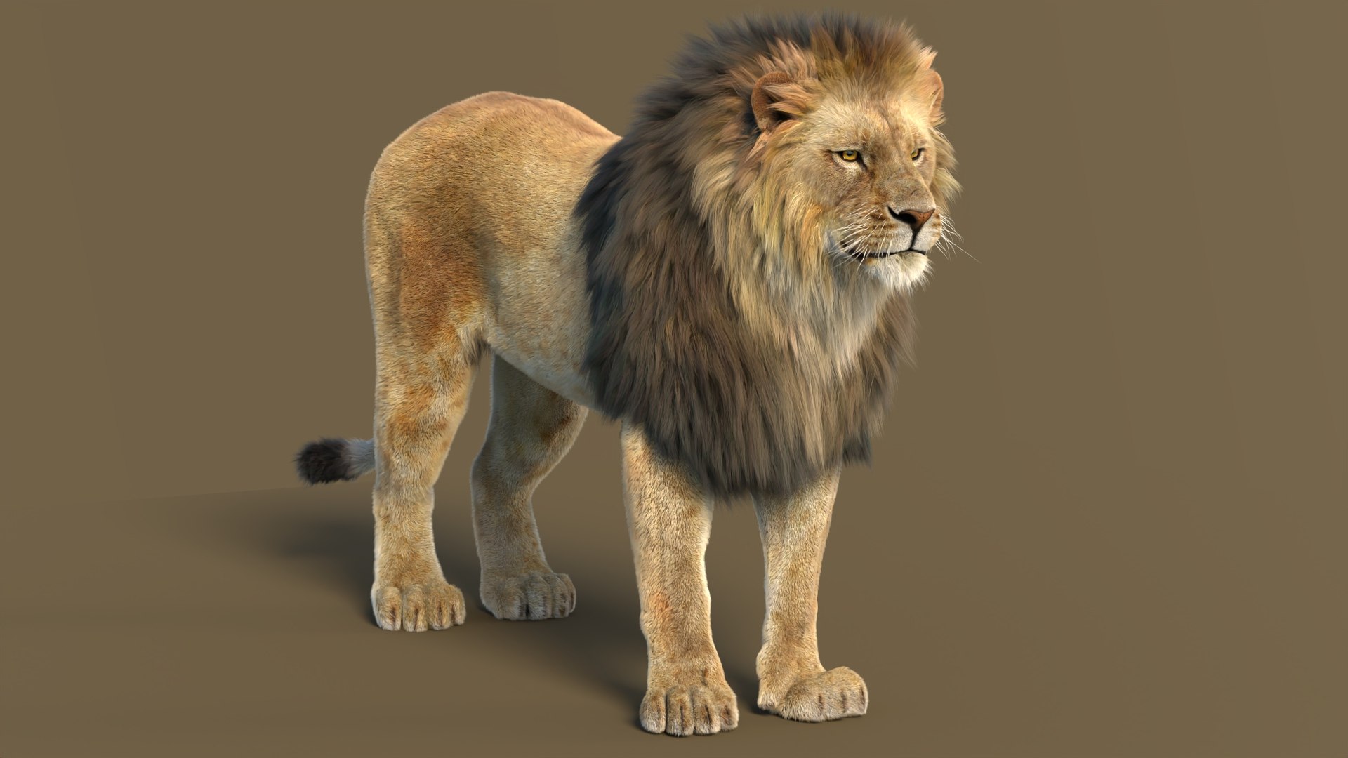 Big Cat 3D Model Rigged Animated Fur 3D https://p.turbosquid.com/ts-thumb/21/EfQ4C0/xx/animatedlion3dmodelfurarnold15/jpg/1744040744/1920x1080/fit_q87/bfb351a75c91a20b94d4de7b3d22fac66a65ae65/animatedlion3dmodelfurarnold15.jpg
