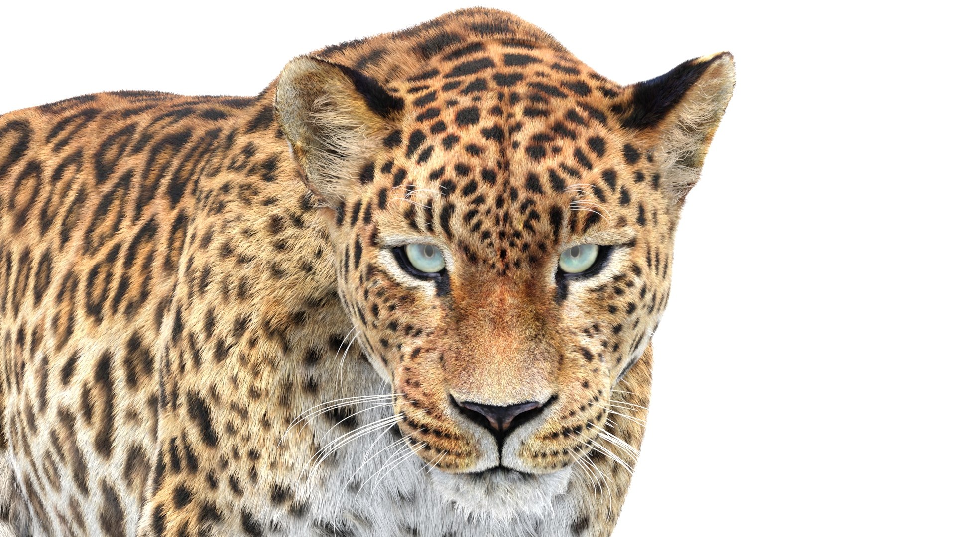 Big Cat 3D Model Rigged Animated Fur 3D https://p.turbosquid.com/ts-thumb/21/EfQ4C0/xx/animatedsrilankanleopard3dmodel17/jpg/1744040872/1920x1080/fit_q87/50bc304e5d1d37d3b735f369ae7f03922cab8c89/animatedsrilankanleopard3dmodel17.jpg