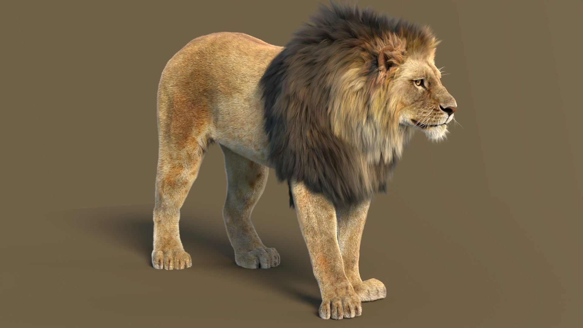 Big Cat 3D Model Rigged Animated Fur 3D https://p.turbosquid.com/ts-thumb/21/EfQ4C0/zJ/animatedlion3dmodelfurarnold14/jpg/1744040744/1920x1080/fit_q87/453699deb2dc01e2212469e759622da009cfda7a/animatedlion3dmodelfurarnold14.jpg