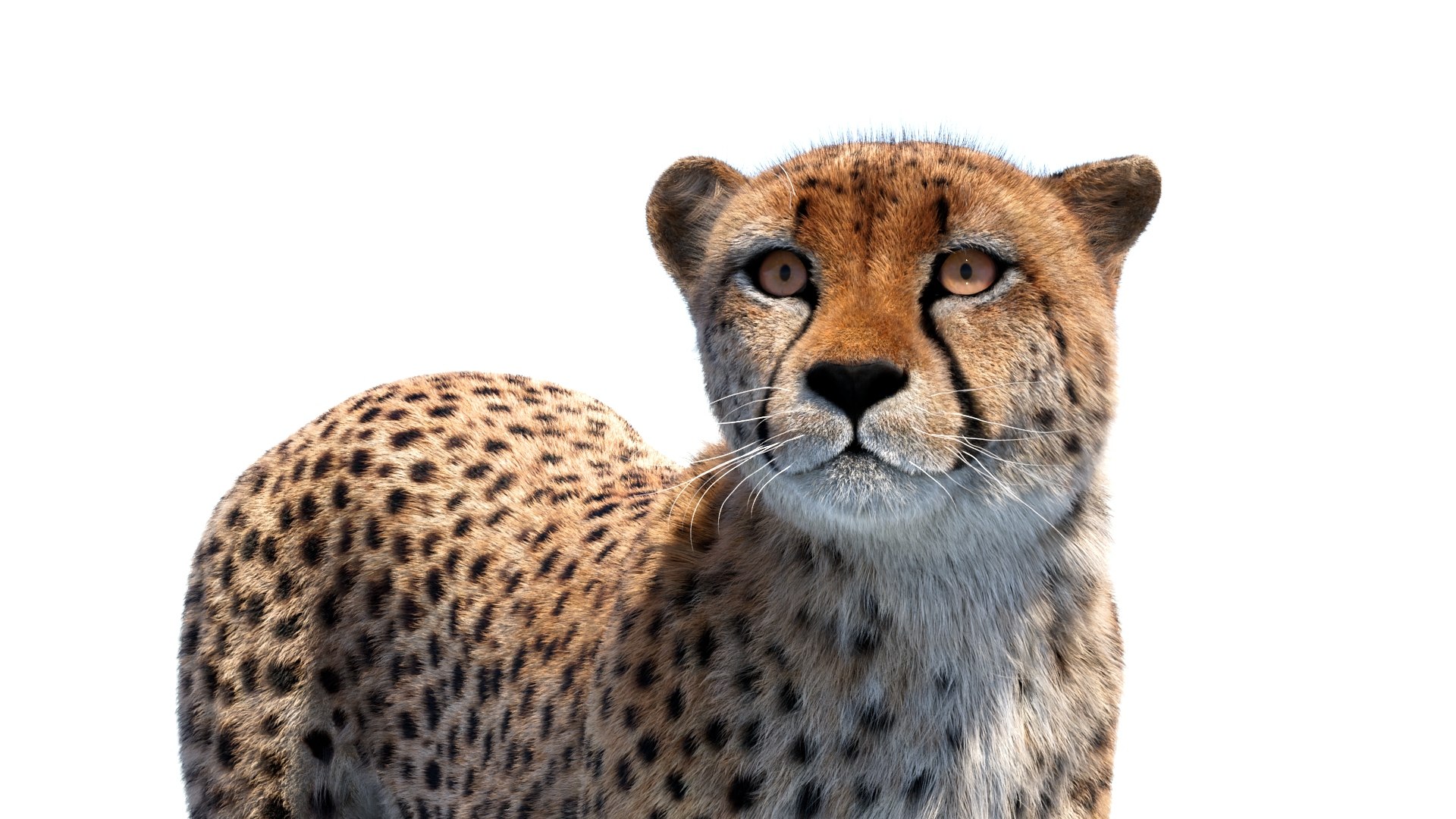 Big Cat 3D Model Rigged Animated Fur 3D https://p.turbosquid.com/ts-thumb/21/EfQ4C0/zL/animatedcheetah3dmodelfur15/jpg/1744040950/1920x1080/fit_q87/6ccadc1da39c8d11d97d1e6a48124b6e5703fd82/animatedcheetah3dmodelfur15.jpg