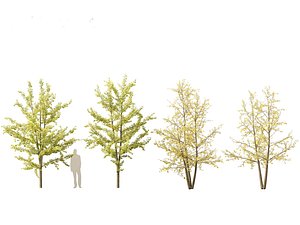 3D Ginkgo Biloba - Maidenhair Tree 15