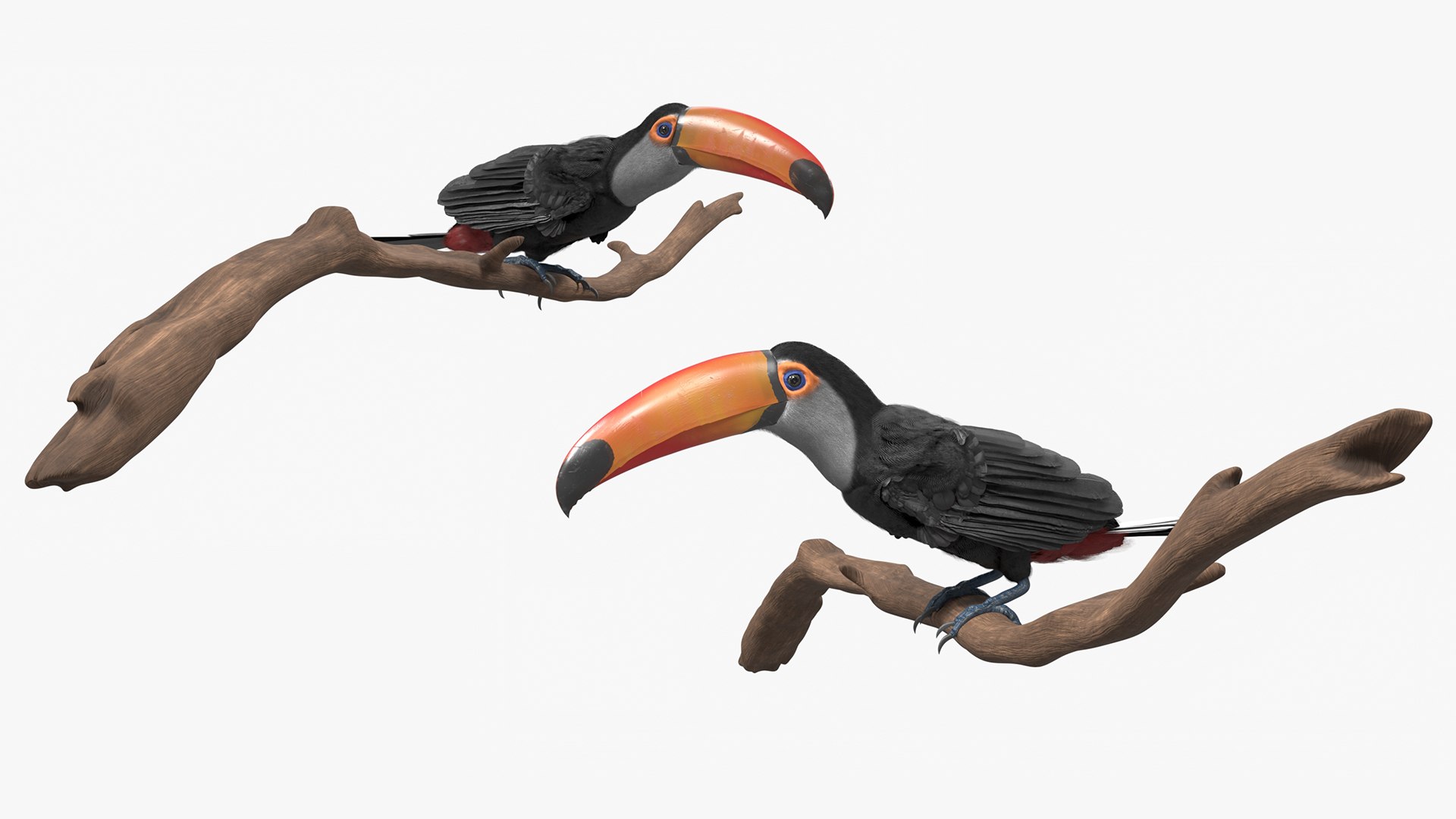 3D Tropical Toco Toucan Animated Fur Rigged For Blender model https://p.turbosquid.com/ts-thumb/21/S4nTIp/5f/tropical_toco_toucan_animated_fur_rigged_for_blender_006/jpg/1766150281/1920x1080/fit_q87/beb015d1ee173c07599e012237d78768049ce862/tropical_toco_toucan_animated_fur_rigged_for_blender_006.jpg