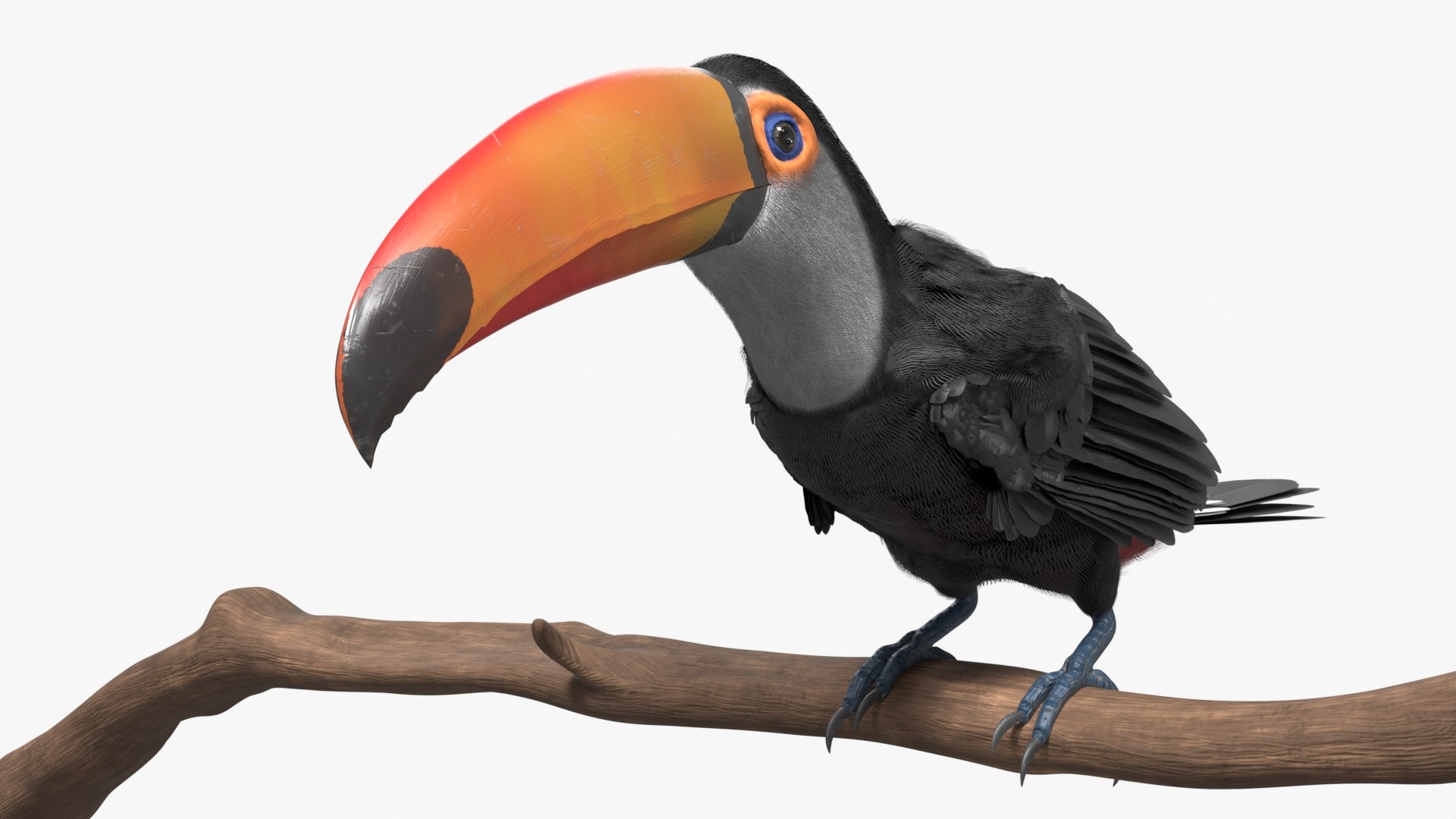 3D Tropical Toco Toucan Animated Fur Rigged For Blender model https://p.turbosquid.com/ts-thumb/21/S4nTIp/9X/tropical_toco_toucan_animated_fur_rigged_for_blender_002/jpg/1766150109/1920x1080/fit_q87/1116f0987d9ae3d4e12d3e2ea39ff6e50dbb0861/tropical_toco_toucan_animated_fur_rigged_for_blender_002.jpg