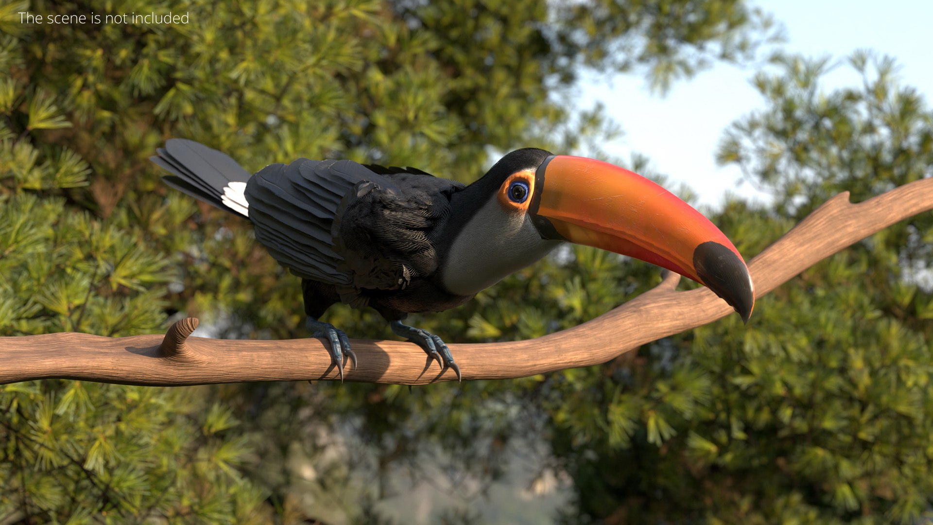 3D Tropical Toco Toucan Animated Fur Rigged For Blender model https://p.turbosquid.com/ts-thumb/21/S4nTIp/JF/tropical_toco_toucan_animated_fur_rigged_for_blender_003/jpg/1766150271/1920x1080/fit_q87/086ebeb82af1b7a69687991eb2ce40336c5eaf04/tropical_toco_toucan_animated_fur_rigged_for_blender_003.jpg