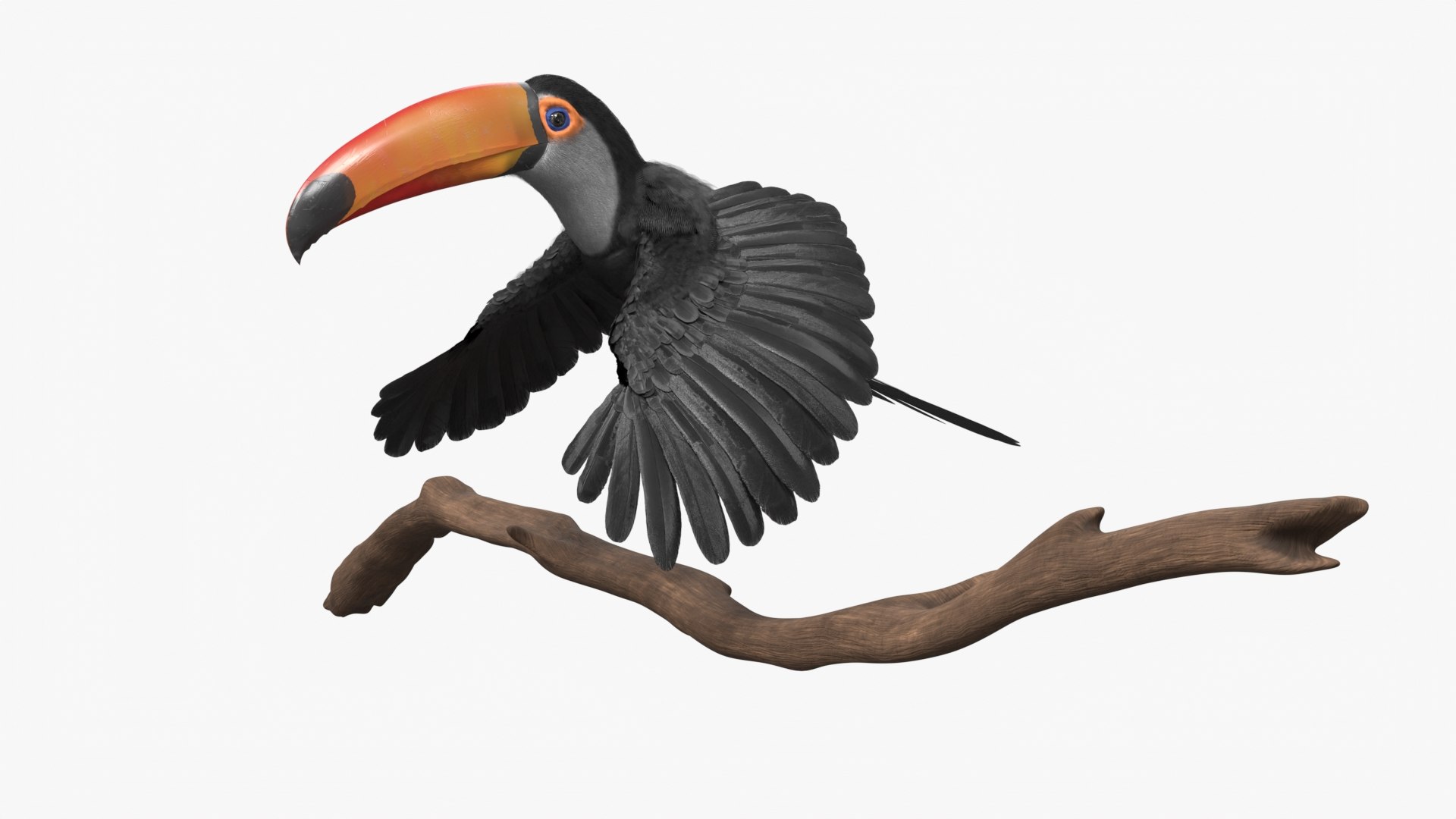3D Tropical Toco Toucan Animated Fur Rigged For Blender model https://p.turbosquid.com/ts-thumb/21/S4nTIp/R6/tropical_toco_toucan_animated_fur_rigged_for_blender_008/jpg/1766150289/1920x1080/fit_q87/ca3da29e6277b53845424e6cfc398a55589d3f13/tropical_toco_toucan_animated_fur_rigged_for_blender_008.jpg