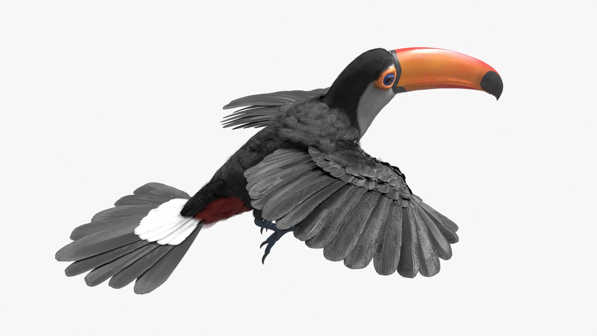 3D Tropical Toco Toucan Animated Fur Rigged For Blender model https://p.turbosquid.com/ts-thumb/21/S4nTIp/Tr/tropical_toco_toucan_animated_fur_rigged_for_blender_010/jpg/1766150297/1920x1080/fit_q87/0e485edc1f4b6ca9b6512d81bae5578f6beb216a/tropical_toco_toucan_animated_fur_rigged_for_blender_010.jpg