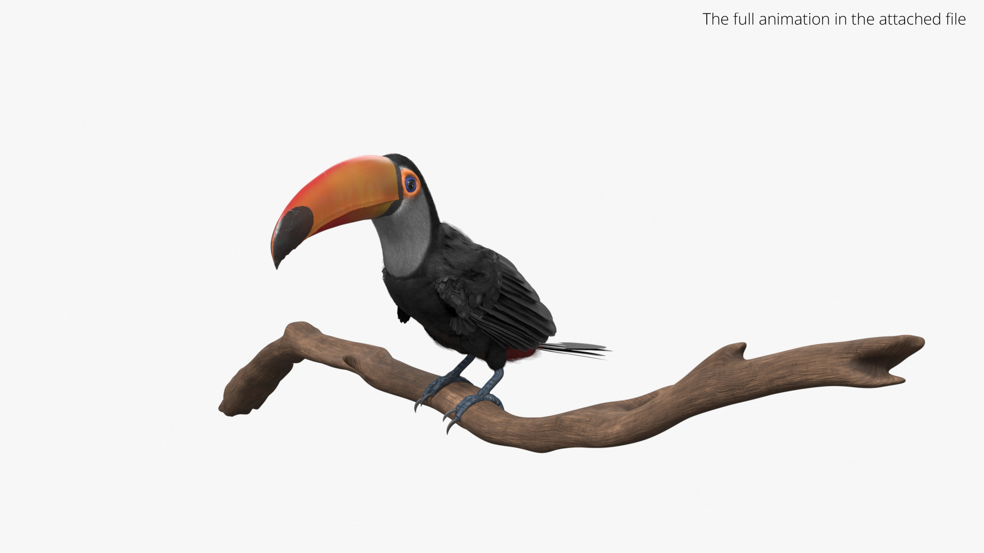 3D Tropical Toco Toucan Animated Fur Rigged For Blender model https://p.turbosquid.com/ts-thumb/21/S4nTIp/W2/tropical_toco_toucan_animated_fur_rigged_for_blender_361/jpg/1766150192/1920x1080/turn_fit_q99/0732bae850f68b45e2d8722afc20f893ae9a4b7b/tropical_toco_toucan_animated_fur_rigged_for_blender_361-1.jpg