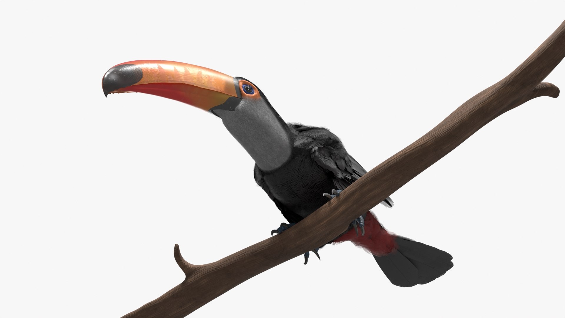 3D Tropical Toco Toucan Animated Fur Rigged For Blender model https://p.turbosquid.com/ts-thumb/21/S4nTIp/W4/tropical_toco_toucan_animated_fur_rigged_for_blender_009/jpg/1766150293/1920x1080/fit_q87/9920256070f0bec3d3d2cc38e1708b34d3681b6a/tropical_toco_toucan_animated_fur_rigged_for_blender_009.jpg