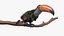 Tropical Toco Toucan Animated Fur Rigged For Blender