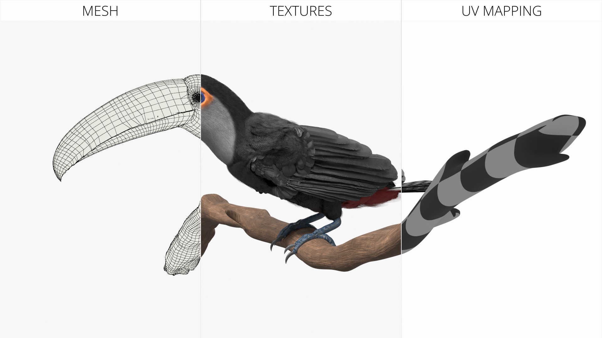 3D Tropical Toco Toucan Animated Fur Rigged For Blender model https://p.turbosquid.com/ts-thumb/21/S4nTIp/eo/tropical_toco_toucan_animated_fur_rigged_for_blender_012/jpg/1766150303/1920x1080/fit_q87/809efb726ae8839ef08b9c2039fe51aa43f80ad6/tropical_toco_toucan_animated_fur_rigged_for_blender_012.jpg